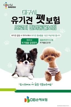 DB손해보험이 대구시와 유기견 펫보험 지원사업을 시행한다. 사진=DB손해보험