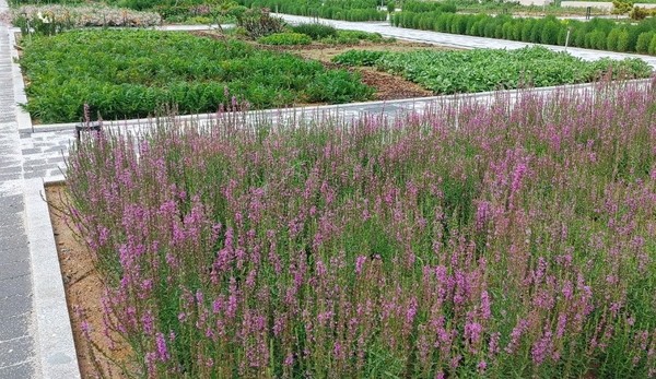 LG생활건강 청주가든 전경. 사진=LG생활건강