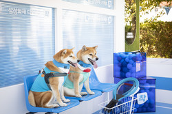 삼성화재 다이렉트 착 '착!한 펫타벤처'를 개최했다. 사진=삼성화재