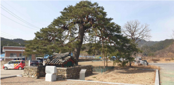 울진 행곡리 처진소나무. 사진 제공=문화재청