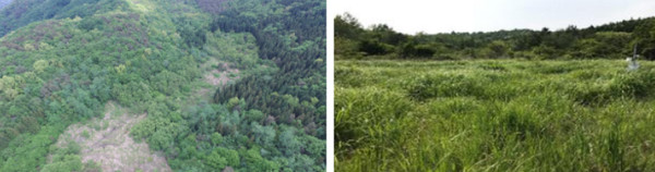 사진 제공=산림청