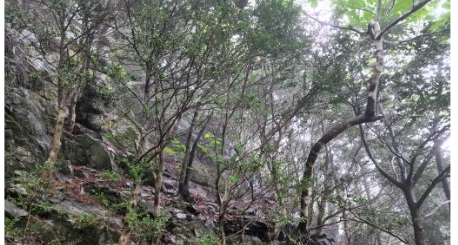 사진 제공=산림청