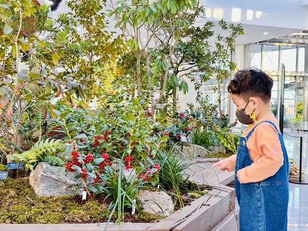 국립세종수목원 관람객이 호랑가시나무의 붉은 열매를 감상하고 있다. 사진=삼성물산