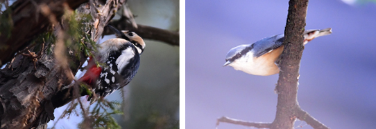 오색딱다구리(좌)와 동고비. 사진 제공=산림청