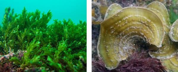 ‘해양생태계 기후변화 지표종’ 옥덩굴과 부챗말. 사진 제공=해양수산부