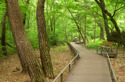 남양주 광릉. 사진 제공=문화재청
