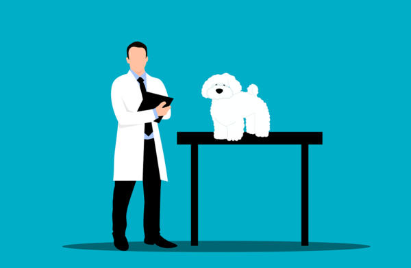 윤석열 정부가 채택한 110대 국정과제 중 하나인 '펫보험 활성화'에 좀처럼 속도가 붙지 않고 있다. 사진=픽사베이