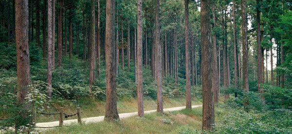 편백나무 숲(전남 장성군). 사진 제공=산림청