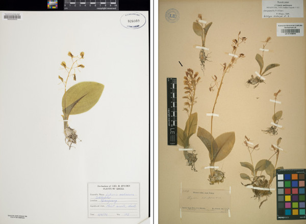 (왼쪽) USA 캘리포니아식물원이 국내 저해발 산지에서 채집한 나리난초의 표본(1972년 6월 4일), 2010년 코마로프 식물원의 이피모프 박사가 나리난초의 신기준으로 지정한 표본. 사진 제공=산림청