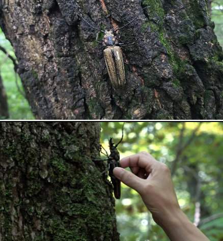 사진 제공=국립수목원