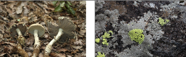 왼쪽부터 갈색주름광대버섯, 치즈지의. 사진 제공=국립수목원