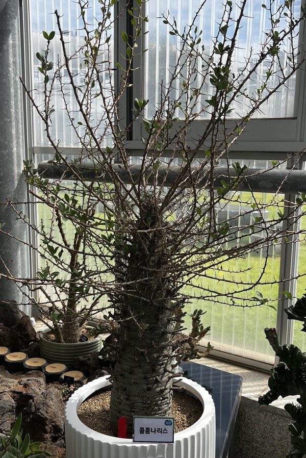 희귀 선인장 다육식물 경진대회 최우수상 작품. 사진 제공=경기도