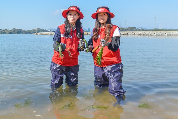 여수 대경도 인근에서 잘피를 심는 LG화학 임직원들. 사진 = LG화학