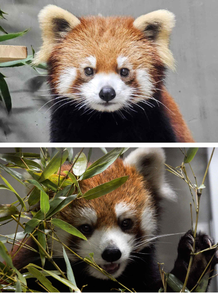 사진=서울대공원