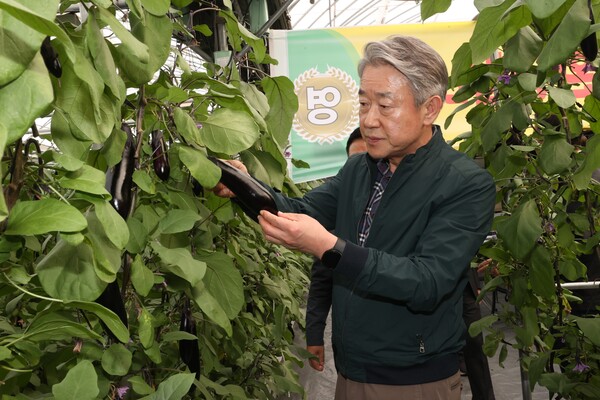 강호동 농협중앙회장이 22일 경기 여주시 가지 농가에 방문해 생육동향을 점검하고 있다/사진제공=농협중앙회