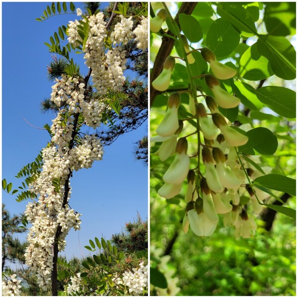 아카시아꽃. 사진 = 안병국 객원기자