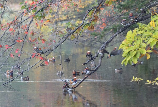 김포 장릉 내 서식 중인 원앙의 모습. 사진 = 국가유산청 