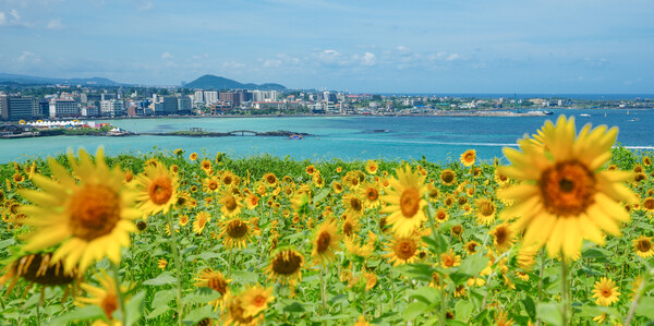 함덕해수욕장 인근 서우봉에서 바라본 바다 전경. 사진 = 제주도청