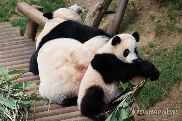 바오패밀리 쌍둥이 중 하나인 '루이바오'. 사진 = 연합뉴스
