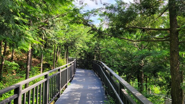 봉산 편백나무 치유의 숲 전경. 사진 = 안병국 객원기자