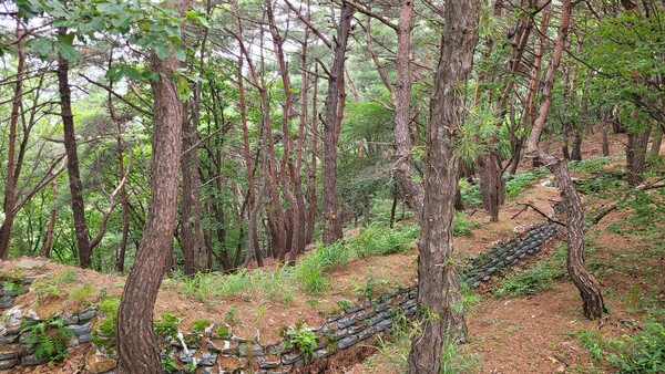 숲 속 군사훈련용 진지. 사진 = 안병국 객원기자