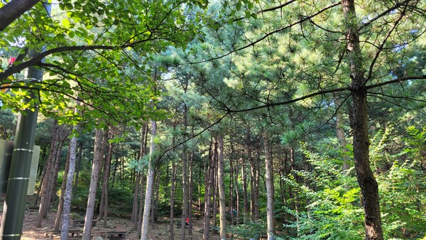용마산 치유의 숲길 전경. 사진 = 안병국 객원기자