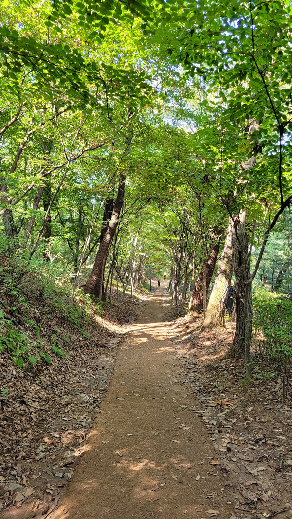 용마산 치유의 숲길 전경. 사진 = 안병국 객원기자