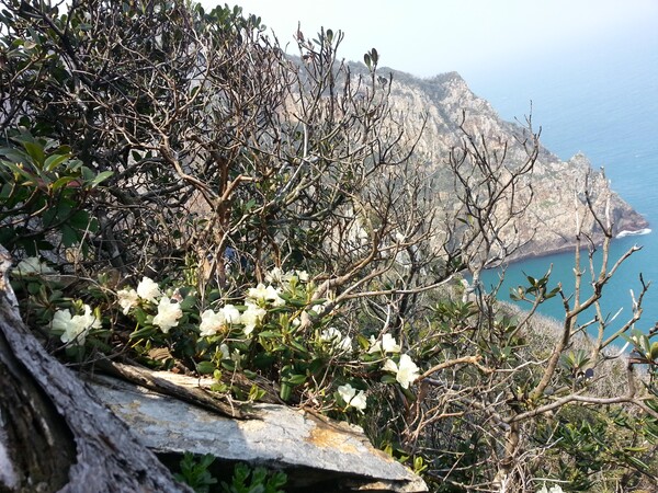 우리나라에서 자생하는 신종 섬진달래. 사진 = 국립수목원