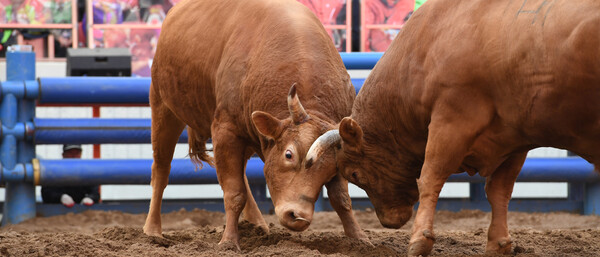 경상북도 청도군에서 청도소싸움축제 중 소싸움 경기가 진행되고 있다. 사진 = 청도소싸움축제 공식 홈페이지