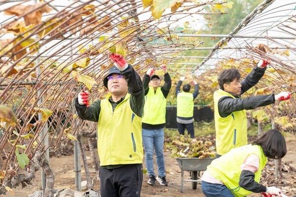 조정래 미래성장부문 부사장(왼쪽)과 임직원이 내년 농사준비를 위한 포도나무 가지치기를 하고 있다. 사진=NH농협금융지주