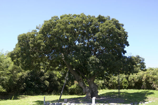 '군산 하제마을 팽나무' 동쪽 전경. 사진 = 국가유산청