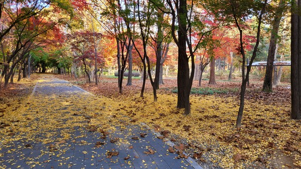 매헌시민의 숲 가을 풍경. 사진=안병국 객원기자