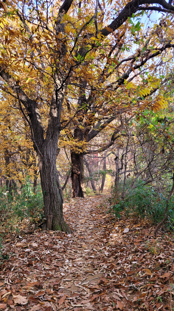 우면산둘레길 전경. 사진=안병국 객원기자