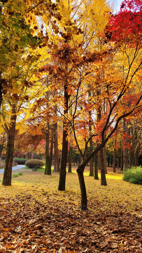 매헌시민의 숲 가을 풍경. 사진=안병국 객원기자