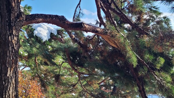올 겨울 폭설로 창경궁 소나무 가지가 부러진 모습. 사진=국가유산청