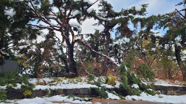 올 겨울 폭설로 덕수궁 소나무 가지가 부러진 모습. 사진=국가유산청