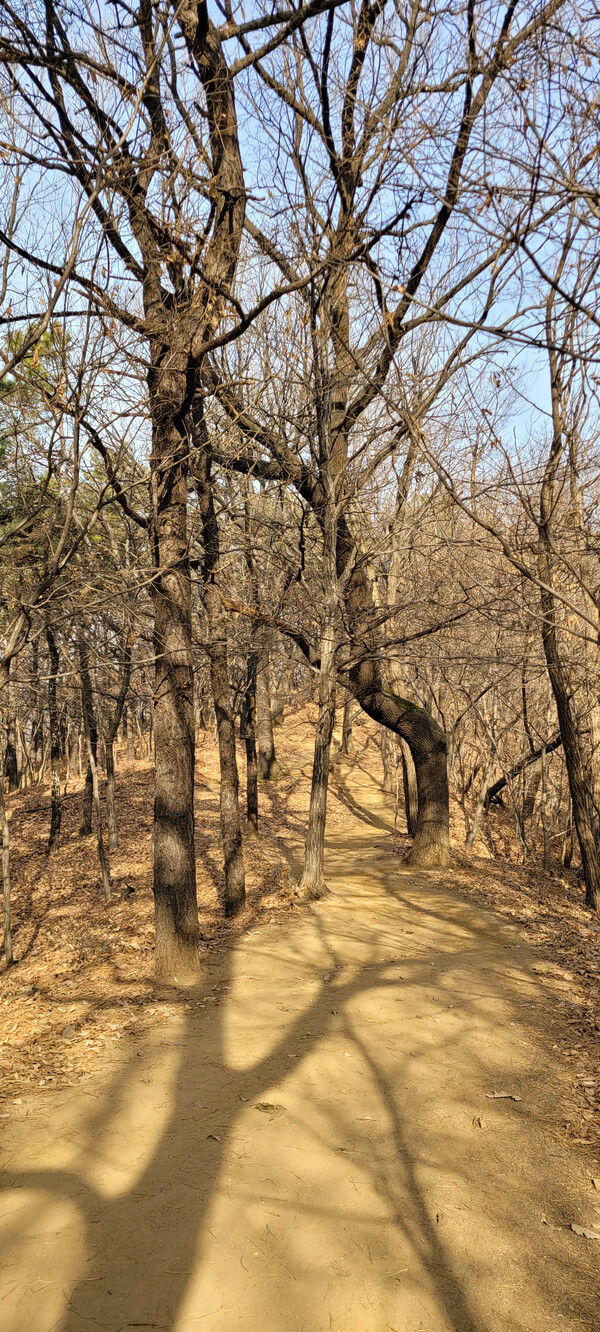 사색의 숲길 전경. 사진=안병국 객원기자