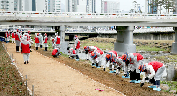 BNK경남은행 임직원과 가족들이 삼호천 토닥길 일원에 바늘꽃밭을 조성하고 있다. 사진=BNK경남은행