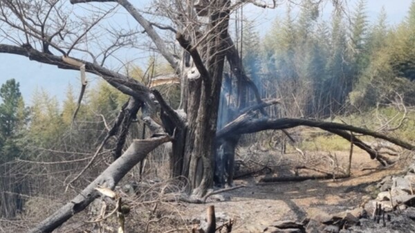 불에 탄 하동 두양리 은행나무. 사진=경남 하동군