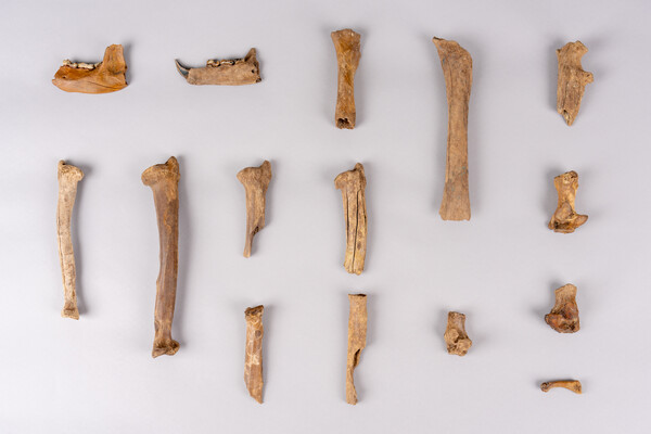 경주 월성 해자에서 출토된 곰뼈. 사진=국립경주문화유산연구소