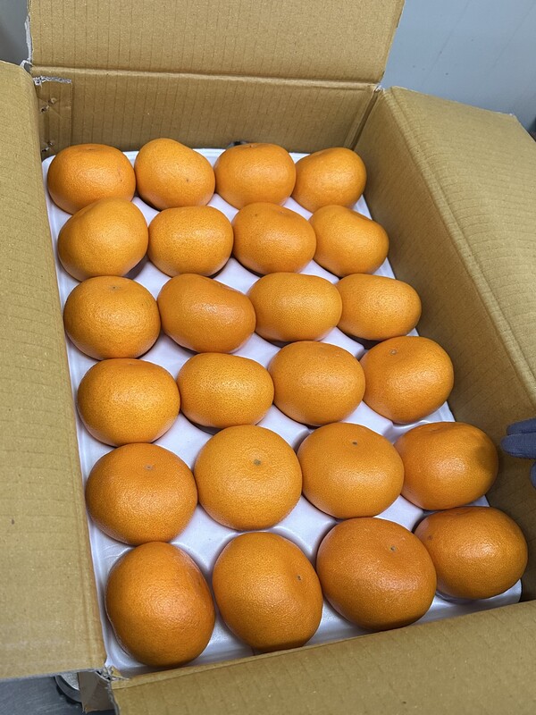 유치원에 지원할 제철 과일. 사진=용인시