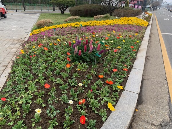동부동 교통섬 봄꽃 식재 모습. 사진=용인시
