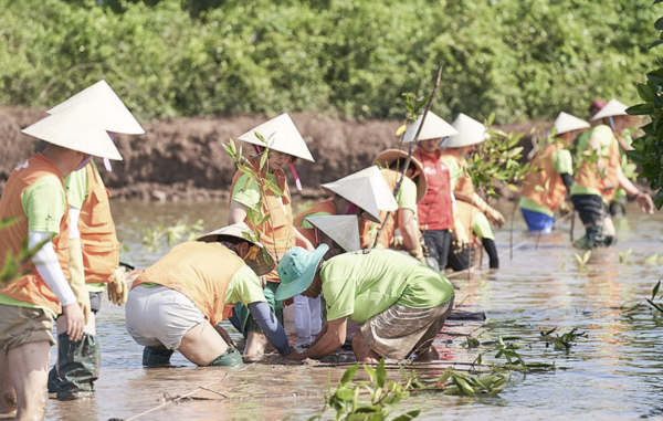 베트남 짜빈성 지역에서 SK이노베이션 계열 구성원들과 맹그러브 관계자가 맹그로브 묘목을 심고 있다. 사진=SK이노베이션