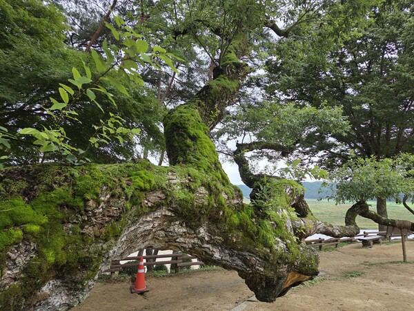 도산서원 앞뜰에 있는 '왕버들'. 퇴계 이황이 도산서당을 짓던 시절부터 있었던 것으로 본다. 퇴계 이황은 한시 '도산잡영'에서 시냇가의 왕버들을 바라보며 풍류 넘치는 버드나무와 봄의 아름다운 모습을 노래했다. 사진=신승헌 기자